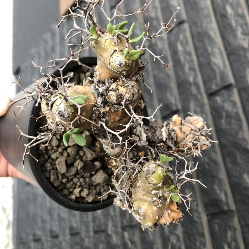 【大株】　チレコドン　レティキュラータス　万物想　現地球　発根済　陶器鉢セット チレコドン レティキュラータス 万物想 現地球 発根済 良株 陶器