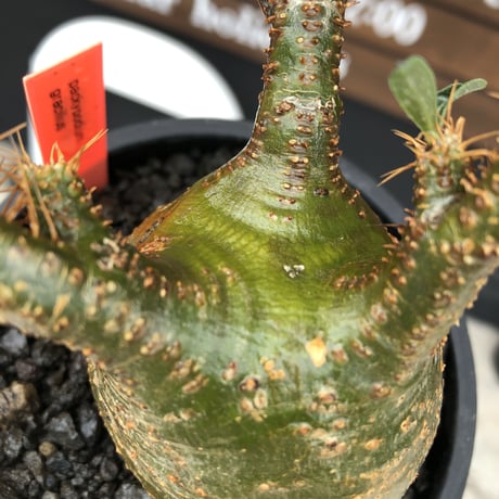 pachypodium  gracilius《M size》希少‼︎球体極green肌※現地球発根済株※かわいさmax球体樹形&極green肌な渾身の一株※mad black pot植え