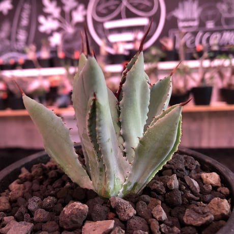 agave   cubic《大きめS  size》※発根済株※店主国内管理2年株※大変葉の締った極美株‼︎balanceも良き装い※mad black pot植え