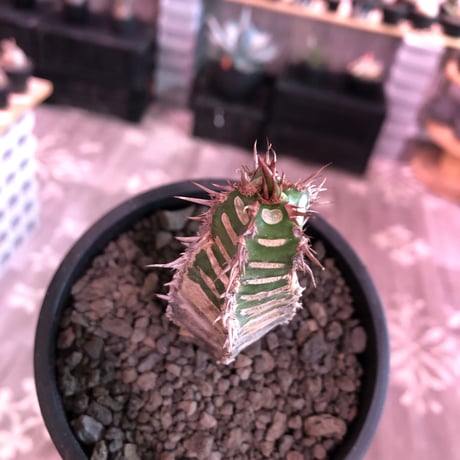 euphorbia  neohumbertii《M size 》※現地球発根済株※店主国内管理2年株※ゼブラ模様とold感強き渋カッコいい一株‼︎※mad black pot植え