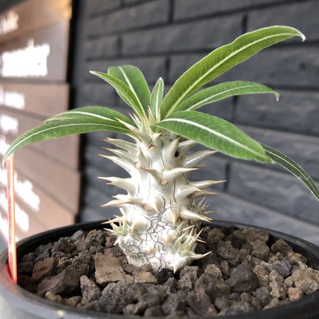 packypodium inopinatum  littmon  seed🌱《大きめS size》※流通少なき枝数多きリトモン実生！白花オススメ株※mad black bowl pot植え※限定２株