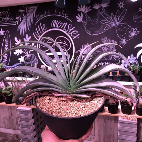 aloe   argyrostachys《L size》現地球発根済み‼︎ マダガスカルの希少種‼︎　※浅鉢植え