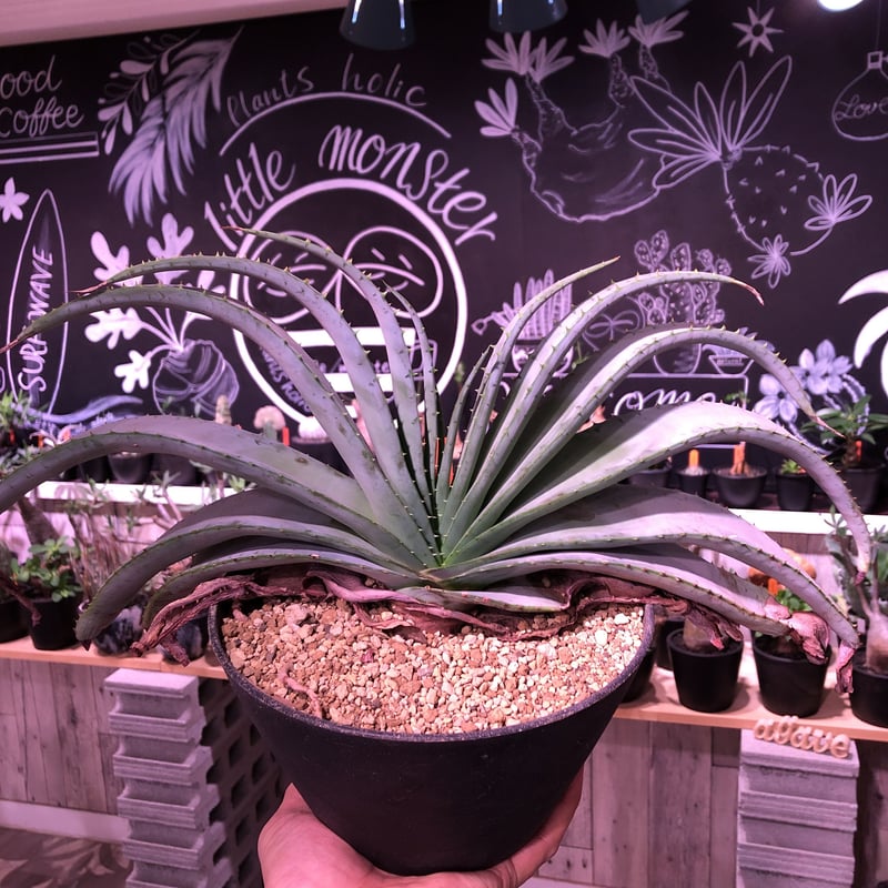 アロエ　アルギロスタキス アロエ・アルギロスタキス - 植物と暮らす m-plant