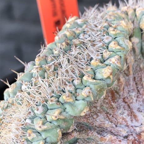 strombocactus 菊水《L size》※驚愕激希少‼︎現地球発根済株※店主国内管理7年株※実生菊水でなく希少性高さ現地球株の更にbigな綴化株‼︎※mad black pot植え