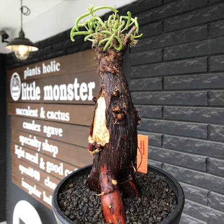 mestoklema  tuberosum《L size》※現地球発根後店主国内管理4年株※味深き朽ちくメクれ&より赤肌強き極太株元‼︎冬季も動く唯一無二な希少灌木※mad black pot植え