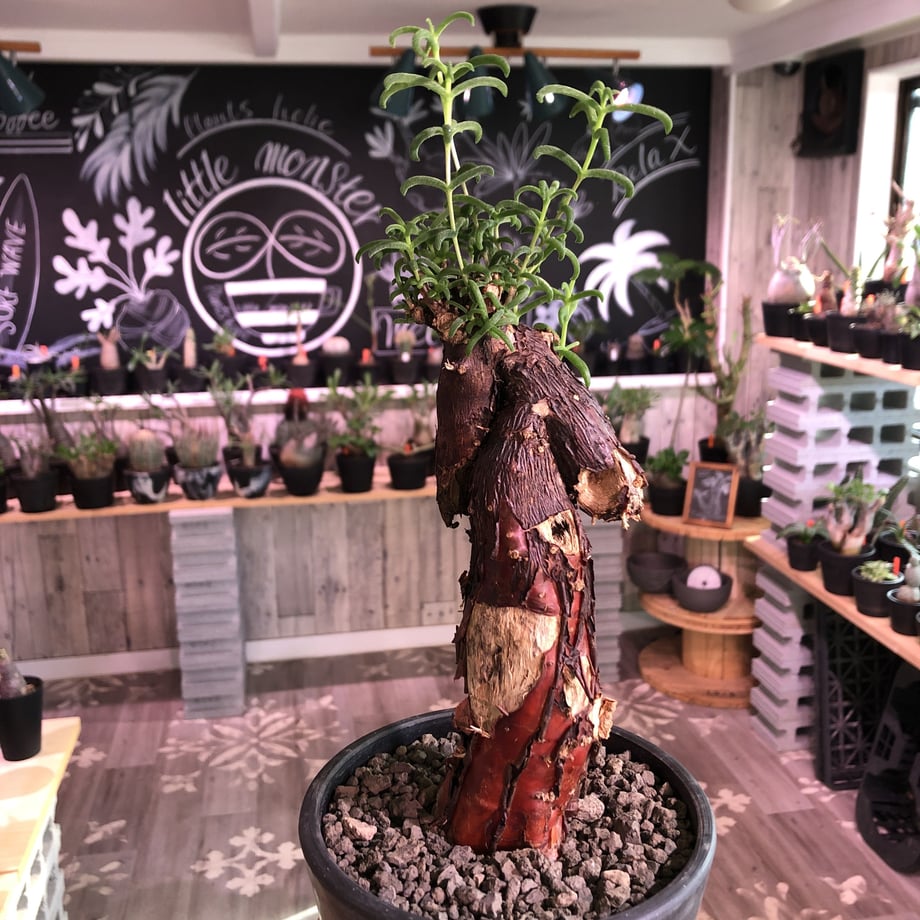 5e0557305b120c0cafe246e2