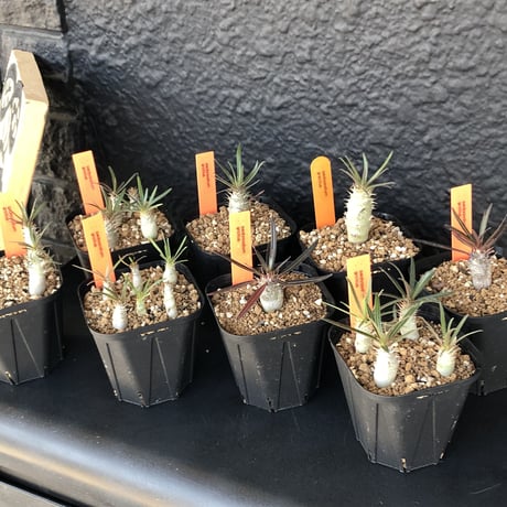 packypodium   gracilius   リトモン seed《２個セット》
