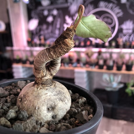 euphorbia subapoda《M size》※個体差として大変美肌なスバポダ‼︎唸り枝で大変一味ある可愛い一株‼︎※mad  black pot植え