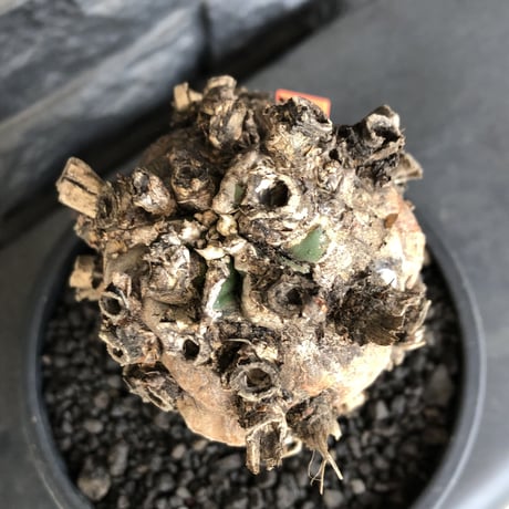euphorbia   mlanjeana《M size》驚愕株‼️激希少‼︎‼️ ※mad black pot植え  ⚠️店舗用在庫ございます。お問い合わせ下さい。