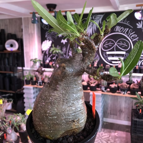 packypodium  gracilius《L size》※現地球発根済株※店主国内管理2年株※枝折れにより一頭枝ながら激しい小枝多数のぼってり選抜株※mad black pot植え