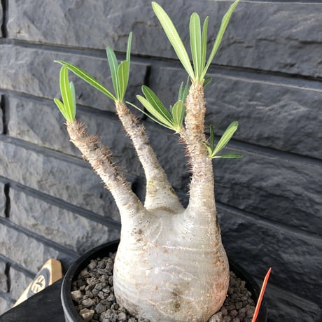 packypodium  gracilius  《大きめM size》 ※現地球  発根済み株   mad black pot植え  白く！丸い！
