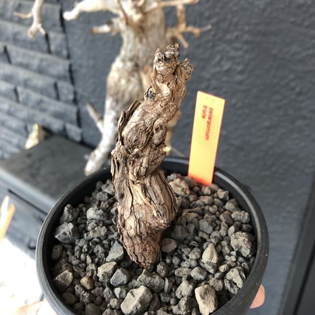 pelargonium  triste《M size》※灌木味ある立体的な幹からかわいい葉を展開する冬型の人気者‼︎※mad black bowl pot植え