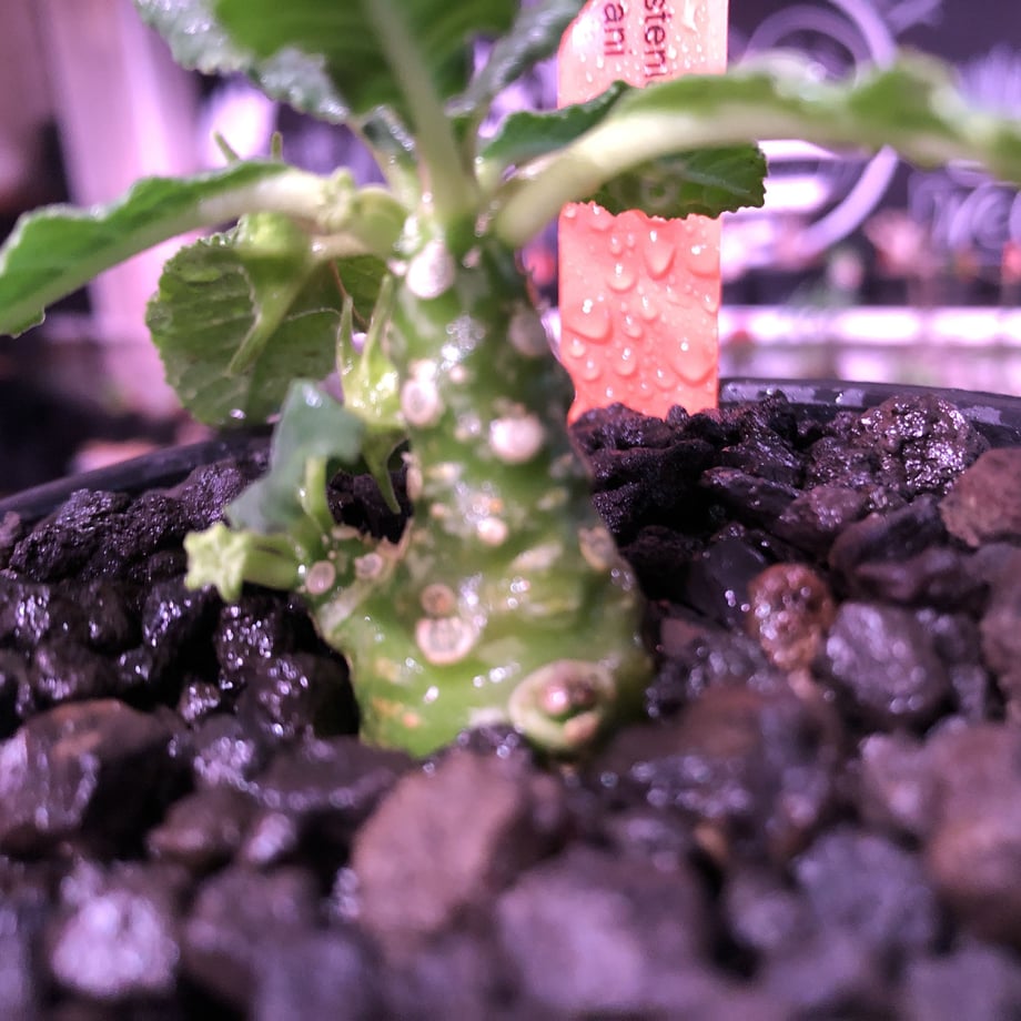5eca41b455fa037fccf3ea6d