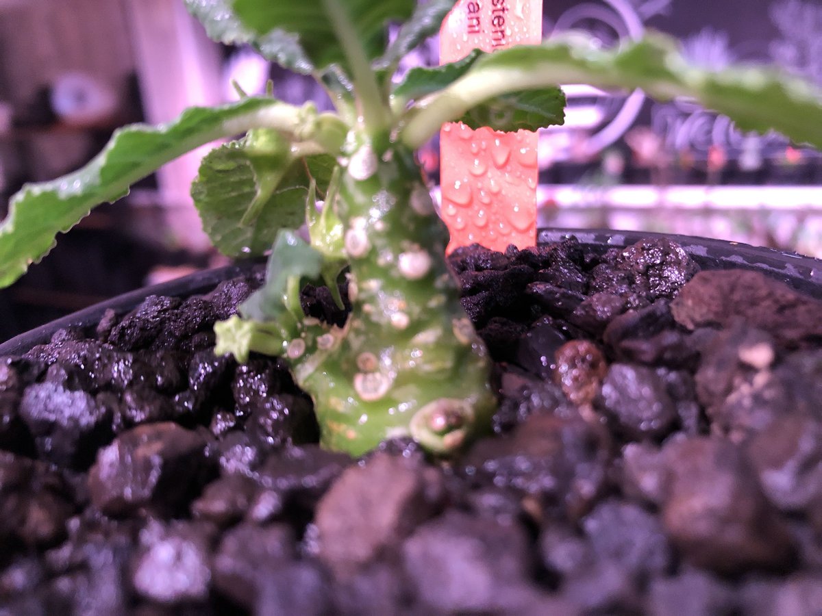 dorstenia lavrani《S size》※成長遅い分小柄でも株元から分岐 dorstenia lavrani《S size》※成長遅い分小柄でも株元から分岐