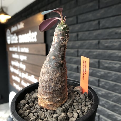 euphorbia  pachypodioides《M size 》※現地球発根後店主国内管理3年株※ボコボコ肌にcompactな良樹形‼︎人気者な一株※mad black pot植え