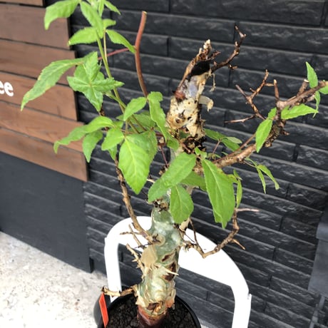 commiphora  africana《大きめL L size》※現地球発根後店主国内管理3年株※美しい佇まい且つ成熟したwild表皮が堪らない※鉄鉢植え