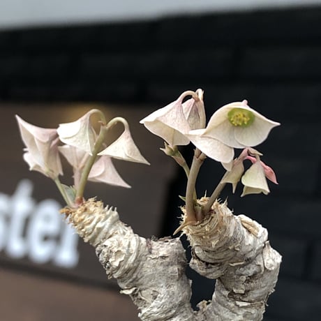 euphorbia cremersii《 L size》※現地球発根後店主国内管理2年株※極白肌なとびきり美しい塊根を持つbalance良き低重心株‼︎※mad black bowl pot植え