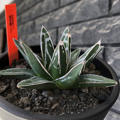 agave  笹の雪《大きめS size》※現地球発根後店主国内管理1年株※小振りでも締まり良き育て甲斐ある一株※mad black pot植え
