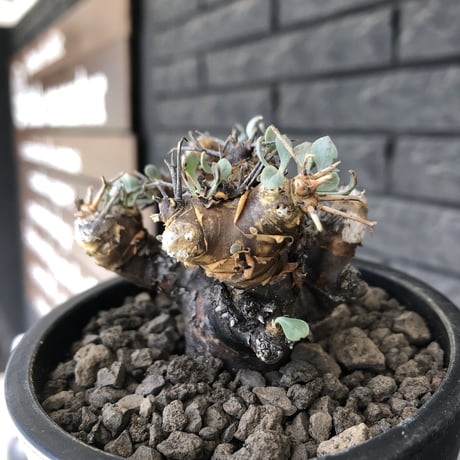 othonna  euphorbioides《M size》※現地球発根後店主国内管理3年株※compactに纏まり良き低重心weight低き選抜株‼︎※mad black pot植え
