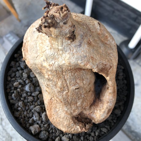 raphionacme procumbens《LL size》※現地球株発根済※希少性激高‼︎ぼってり樹形に激しくエグれた傷跡（勲章）が堪らない唯一無二な存在感※black bowl pot植え