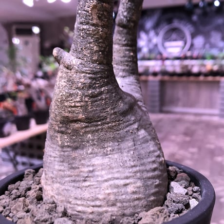 packypodium  gracilius《M  size》※現地球発根済株‼︎※現地焼け&捻くれた歪感がわざとっぽくかわいい一株‼︎※mad black pot植え