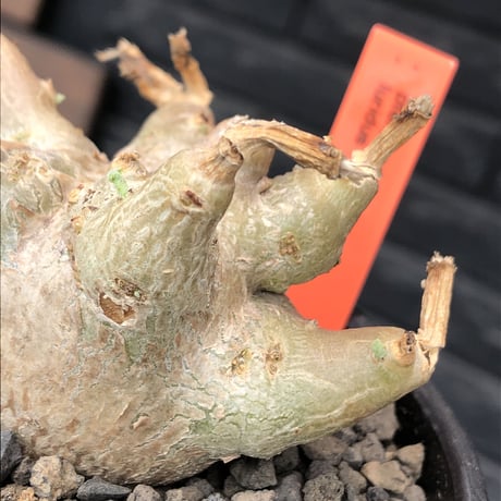 pterodiscus luridus 《M size》極低重心株※現地球発根後店主国内管理2年株※balance良く、丸々し極低重心株※mad  black bowl  pot植え