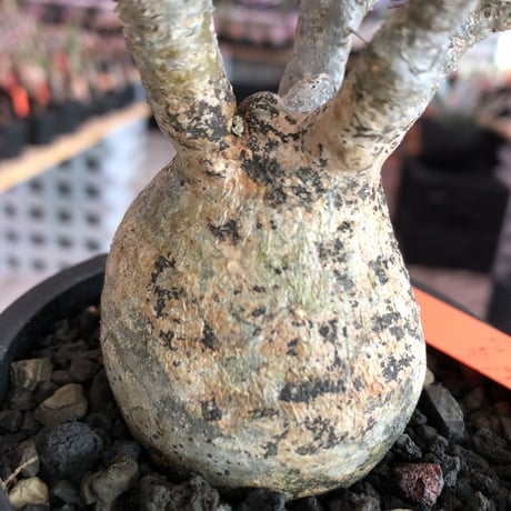 pachypodium  gracilius《S size》特化したピンクベージュ肌※現地球発根済株※店主国内管理2年株※ぼつてり樹形に枝振りよく何よりカラーも堪らない※mad black pot植え