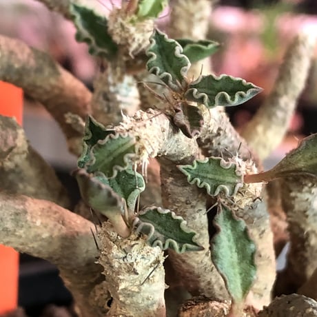 euphorbia tulearensis《L  size》※大変良き塊根と激しい枝振りを持つ希少性激高塊根ユーフォルビア‼︎丈も締まった将来有望株※mad black bowl pot植え