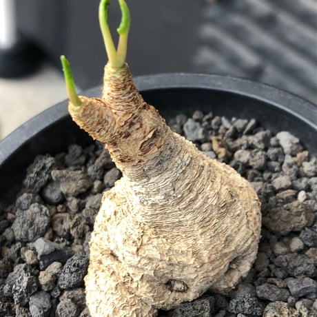 euphorbia fishbone《M size》※現地球株発根済※希少‼︎現地球株は極めて流通少なく愛くるしさと味深き白花も醍醐味※black pot植え