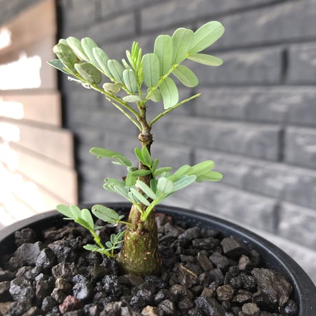 senna  meridionalis《 S size》littmon seed🌱※小振りながら大切に育てた成長楽しみ可愛いセンナ※mad black pot植え