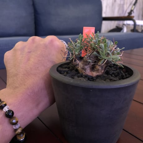 othonna   euphorbioides《S  size》mad black pot植え　※五つに分岐した枝！成熟株をミニチュアにした装い株‼︎