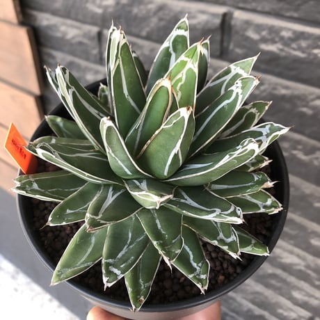 agave  笹の雪《L size》※現地球発根後店主国内管理3年株※big且つ締まり良きbalanceも美しい良樹形※blackプラ鉢植え