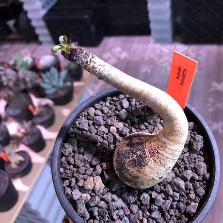 euphorbia ramena《M size》※ぽっこりwild表皮の塊根を持ち絶妙な捻くれ加減が堪らないリトモン激推しラメナ‼︎希少南アフリカ物※mad black bowl pot植え