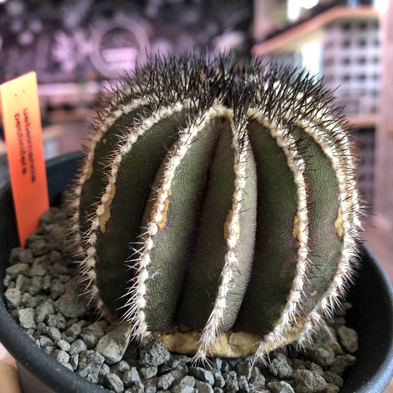 uebelmannia pectinifera《M size》木質化極美株‼︎ 上品な趣