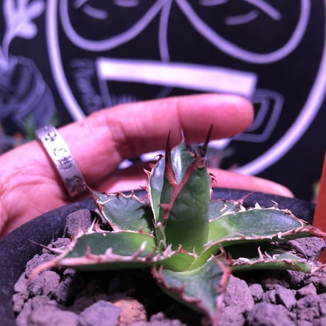 agave   gilbeyi