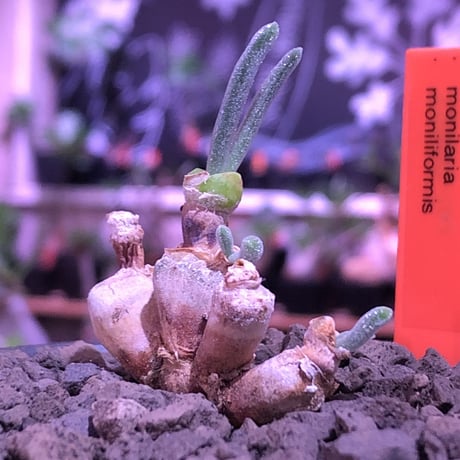 monilaria   moniliformis《S  size》※現地球発根済株※モニラリア属希少種　※冬型caudex‼︎   ※mad black bowl pot植え