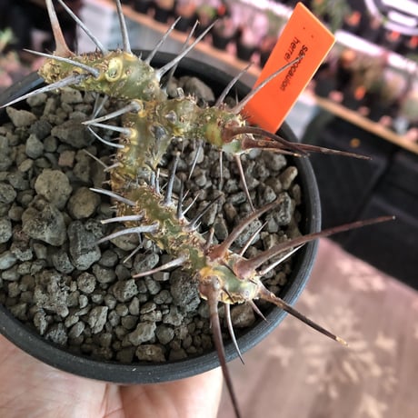 sarcocaulon herrei《M size》※今や希少且つ今後輸入厳しい南アフリカ物‼︎gapある白花大輪を咲かす冬型人気者‼︎wild株※mad  black  bowl pot植え
