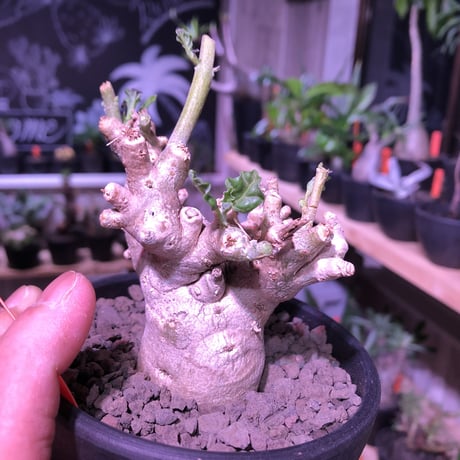 pterodiscus  luridus《M size》枝ぶり良きでっぷり白肌美株‼︎  ※mad  black  bowl  pot植え