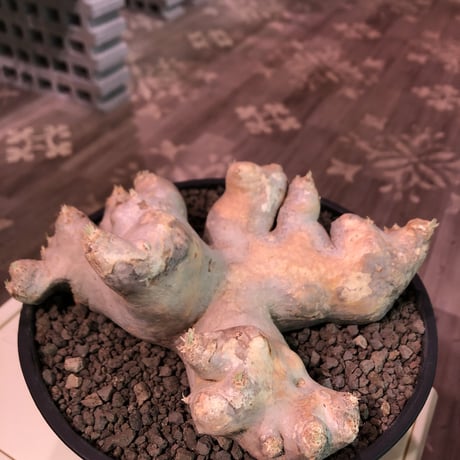 packypodium  brevicaule  恵比寿笑い《特大 L  L size》※現地球発根済株※大変interior性高き美肌白肌な上、希少樹形でbigな笑い※浅鉢植え