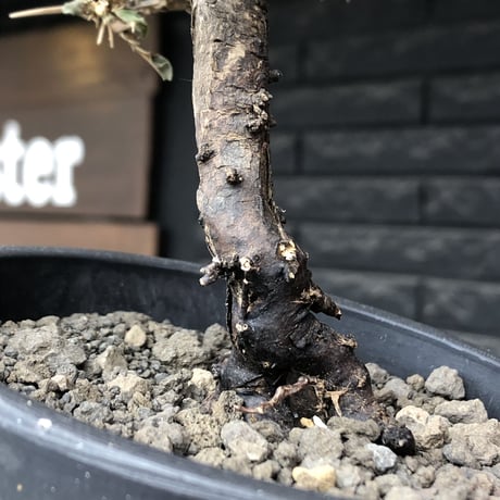 sarcocaulon  vanderietiae《大きめM size》※現地球発根後店主国内管理3年株※希少春秋型種‼︎良樹形な幹上がり仕立ての一株※mad black pot植え