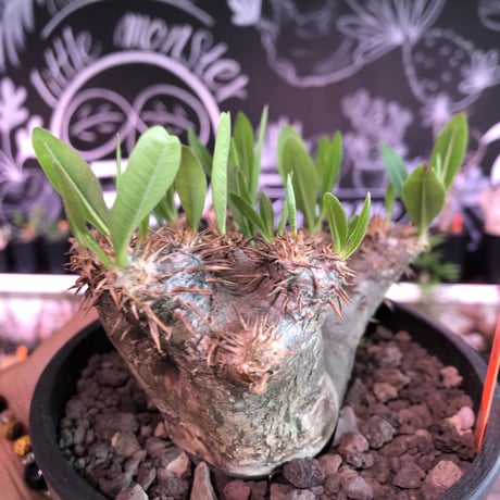 packypodium brevicalyx《M size》※発根済み株  店主オススメ株‼︎   mad  black  pot植え