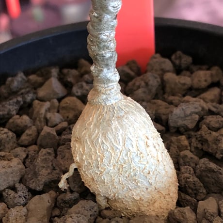 euphorbia waringiae《M size》※現地球株発根済※ぽっこりと丸みある塊根にギザギザ葉が相まって堪らなくかわいい一株※black bowl pot植え