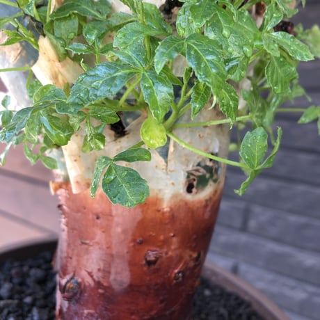 commiphora  holtziana《LL size》驚愕‼︎極太株第二弾‼︎※現地球発根後店主国内管理2年株※渋さ佇まいが堪らない※mad brown marble bowl pot植え
