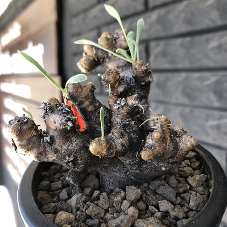 othonna  euphorbioides《大きめM size》※現地球発根後店主国内管理3年株※低重心weight低くボコボコ立体枝振り&極太株元も堪らない※mad black pot植え