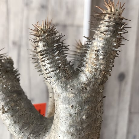 packypodium  gracilius《M  size》※現地球発根済株‼︎※四つ枝でバランス良き、可愛い白肌グラキ※mad black pot植え
