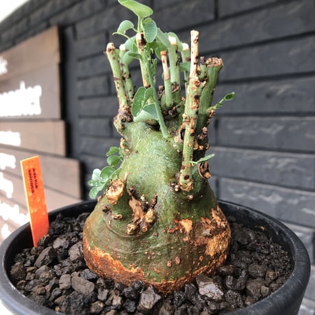 adenia spinosa《大きめM size》球体wild株※現地球発根後店主国内管理3年株※まん丸低重心&枝振りゴツゴツ感が男らしい佇まいが堪らない※mad black pot植え