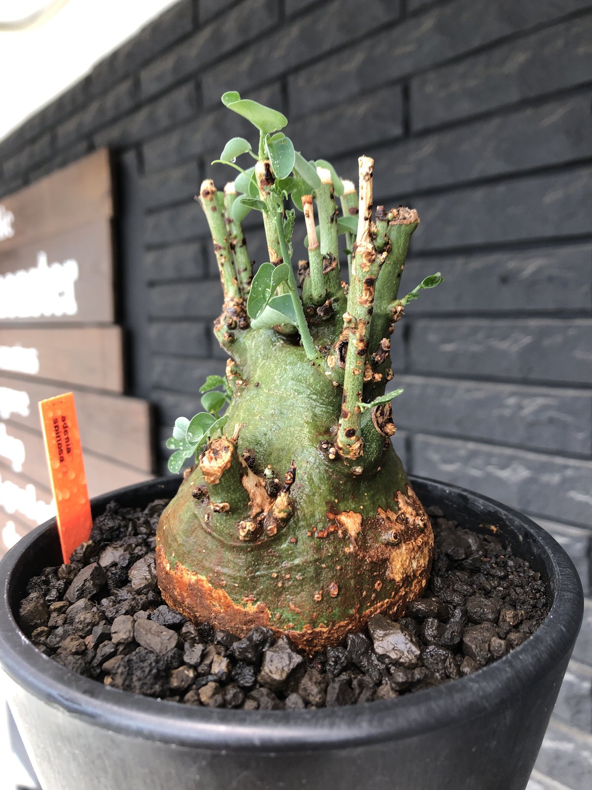 adenia spinosa《大きめM size》球体wild株※現地球発根後店主 adenia spinosa《大きめM size》球体wild株※現地球発根後店主