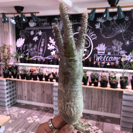 packypodium    gracilius《M size》輸入間もない長〜い新鮮株🌵vo④ 限定2株