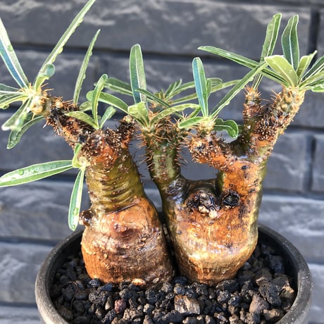 pachypodium gracilius《大きめS size》希少green肌&W-he'd株※現地球発根後店主国内管理3年株※極グリーン肌wild良樹形※mad black bowl pot植え