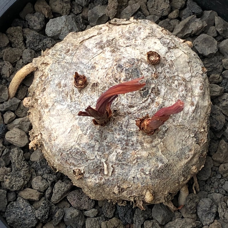 eriospermum mackenii《L size》※現地球株発根済※中々出会えないエリオ